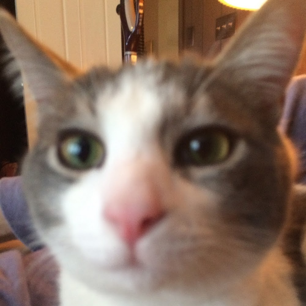 Meet your Posher, Lisa